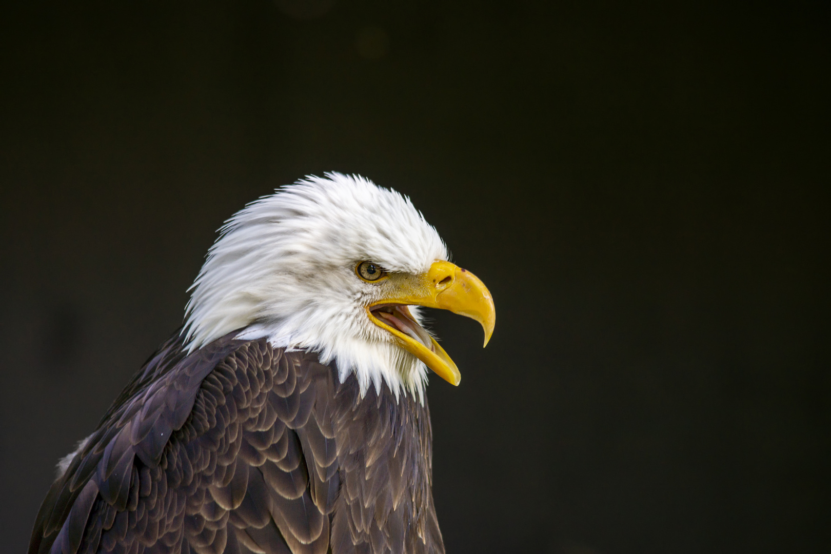 Baldeagle