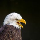 Baldeagle