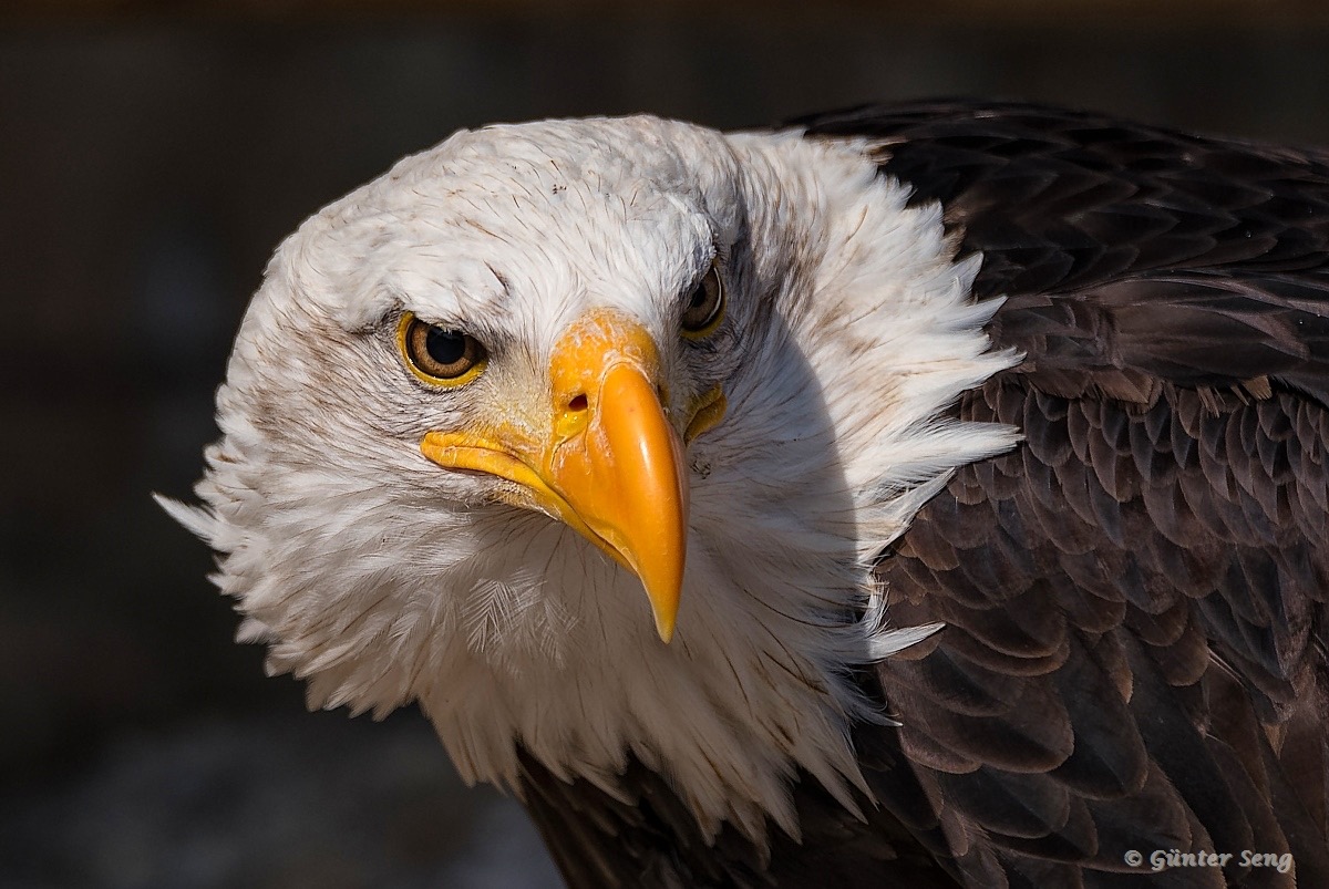 Baldeagle