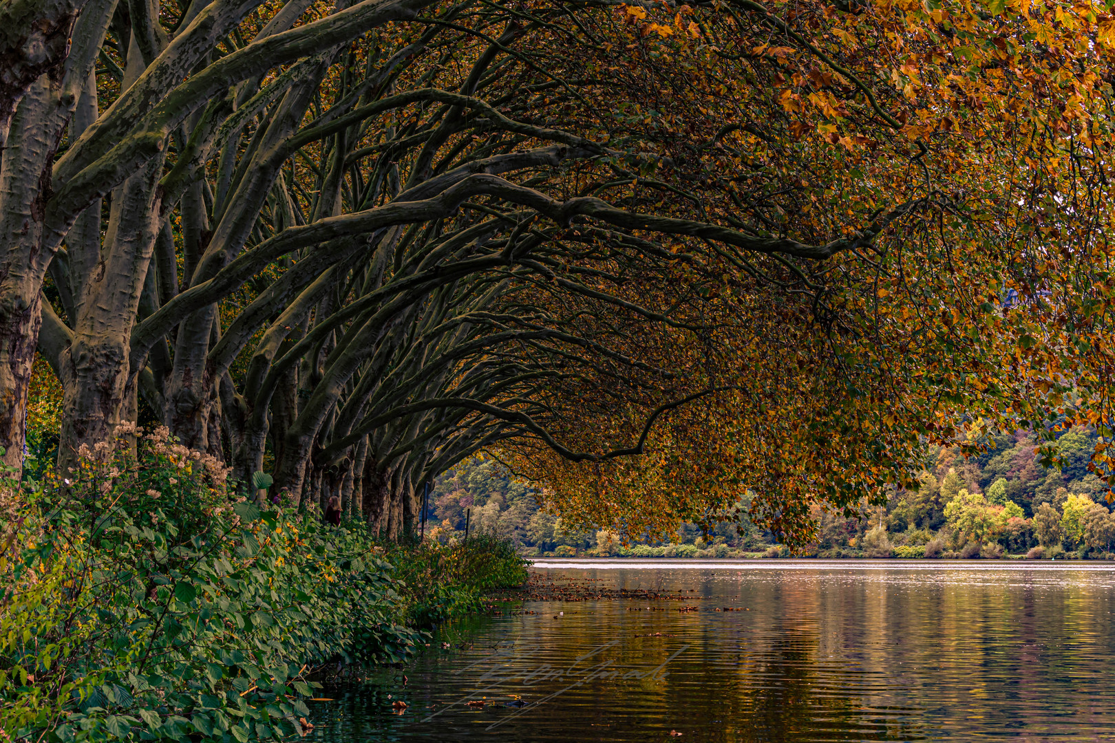 Baldeneysee Essen Autumn