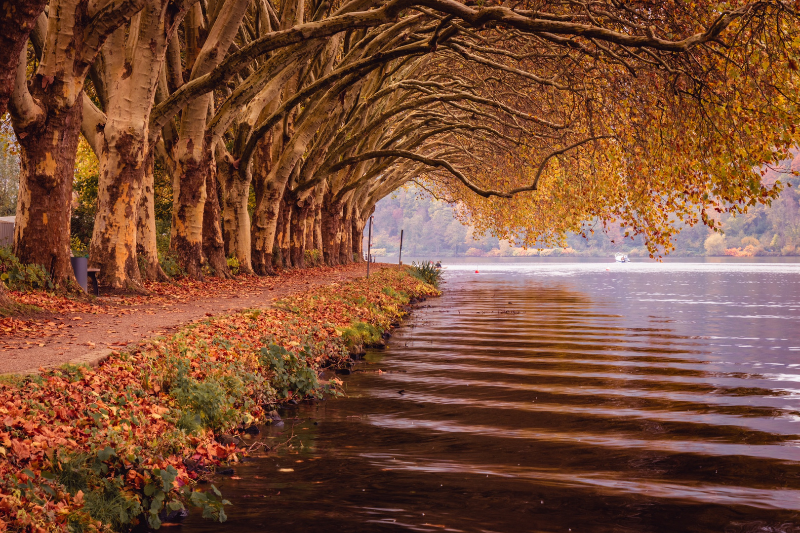 Baldeneysee in Essen Foto & Bild landschaft, bäume, orange Bilder auf