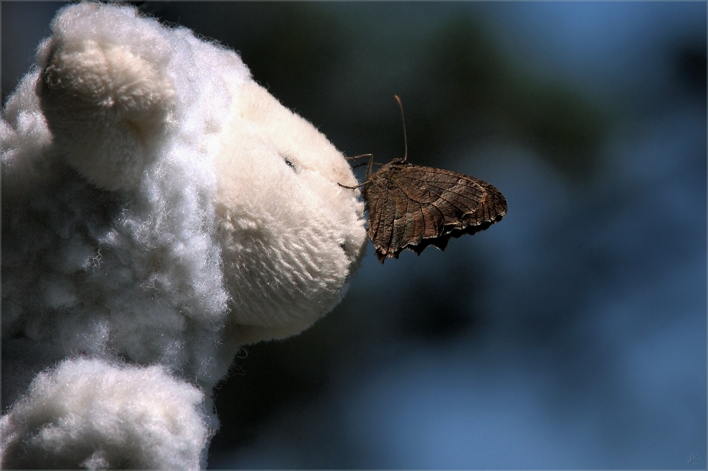 baldi, der schmetterlingsflüsterer