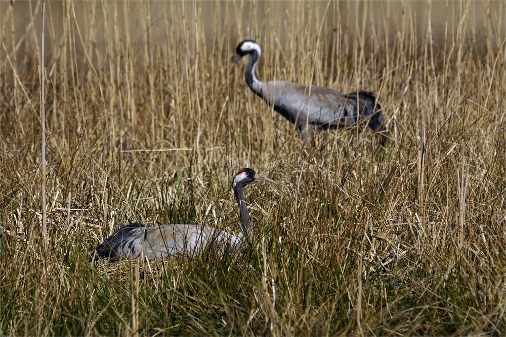 Baldiges Elternglück - Kranichpaar beim Brüten ( Grus grus) 