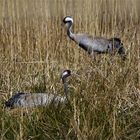 Baldiges Elternglück - Kranichpaar beim Brüten ( Grus grus) 