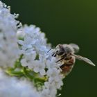 Baldrian-Blüte mit Biene