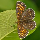 Baldrian-oder auch Silberscheckenfalter (Melitaea diamina), Weibchen