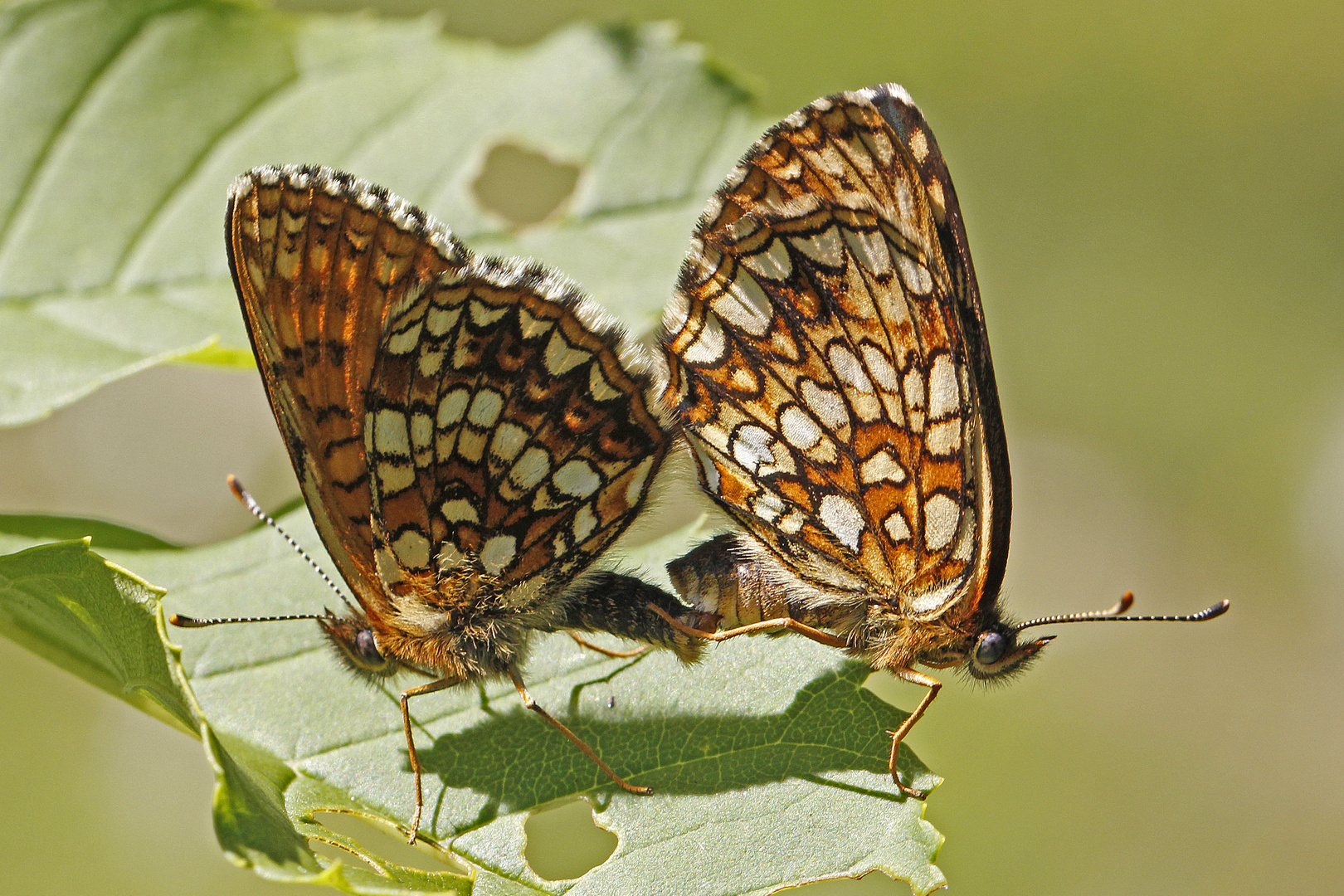 Baldrian-Scheckenfalter-Kopula (Melitaea diamina)