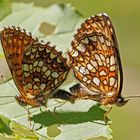 Baldrian-Scheckenfalter-Kopula (Melitaea diamina)