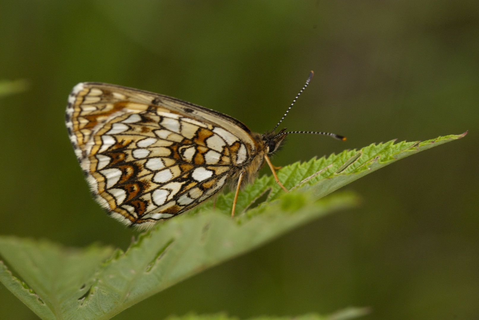 Baldrian-Scheckenfalter (Melitaea diamina)