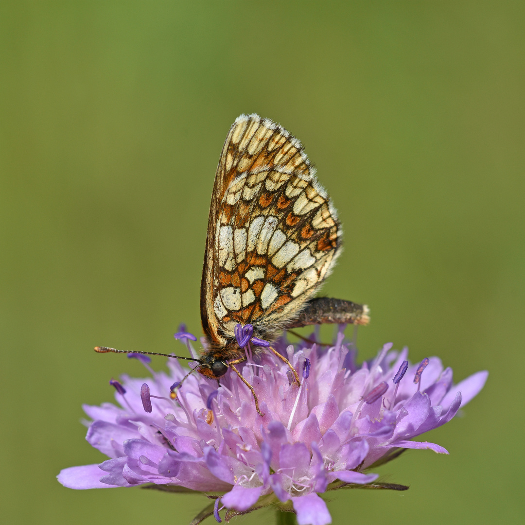 Baldrian-Scheckenfalter (Melitaea diamina)