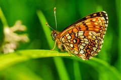 Baldrian-Scheckenfalter (Melitaea diamina)