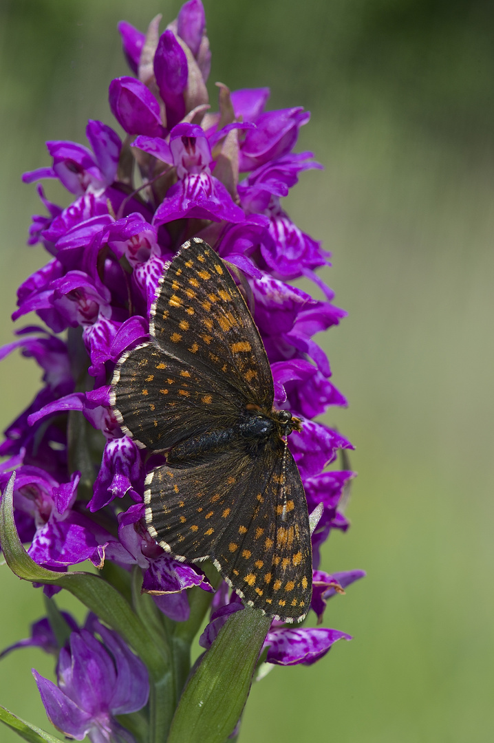 Baldrian-Scheckenfalter Melitaea diamina