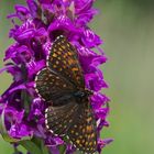 Baldrian-Scheckenfalter Melitaea diamina