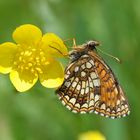 Baldrian-Scheckenfalter Melitaea diamina 30. Mai 2014