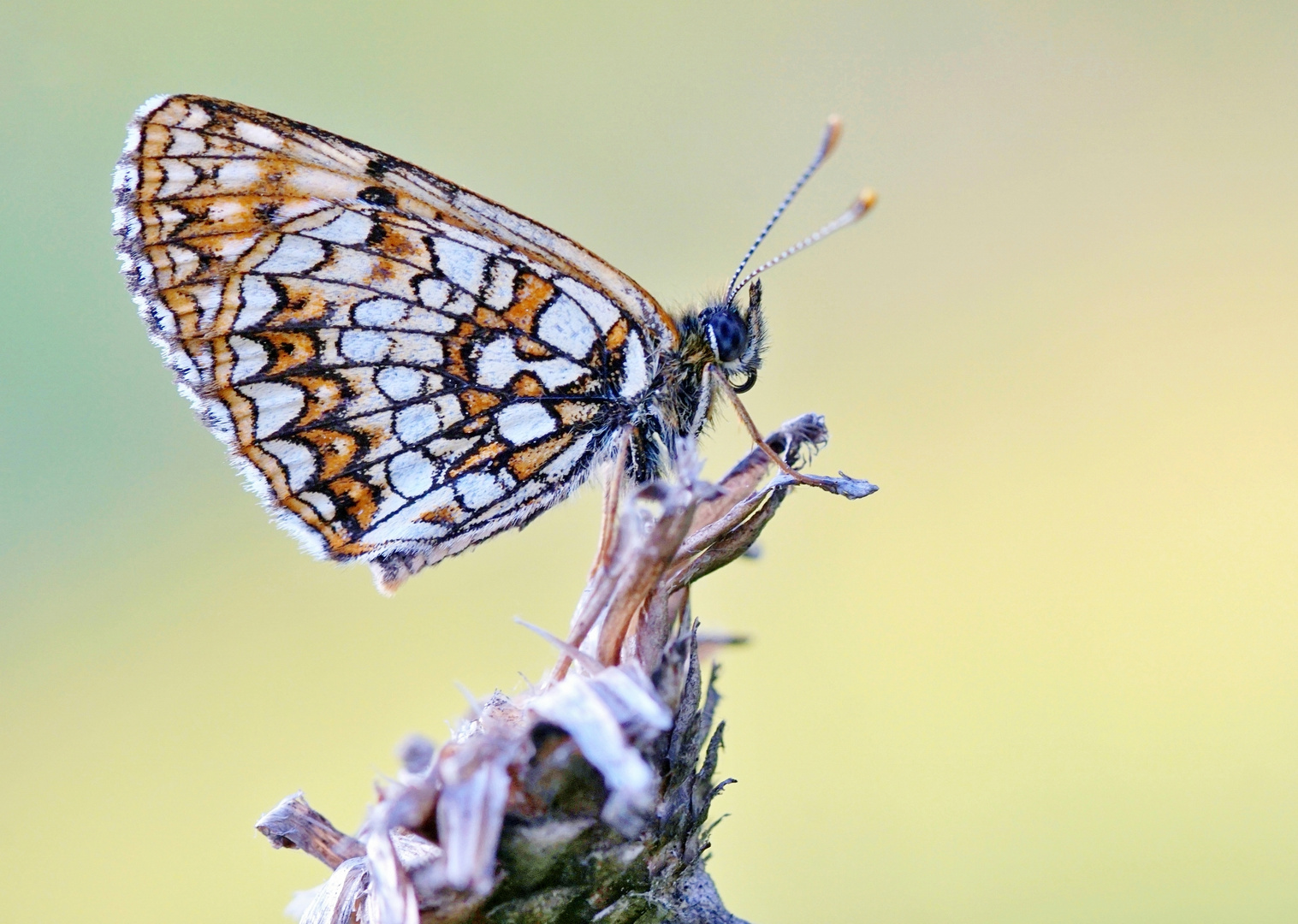 Baldrian-Scheckenfalter (Melitaea diamina)