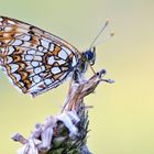 Baldrian-Scheckenfalter (Melitaea diamina)