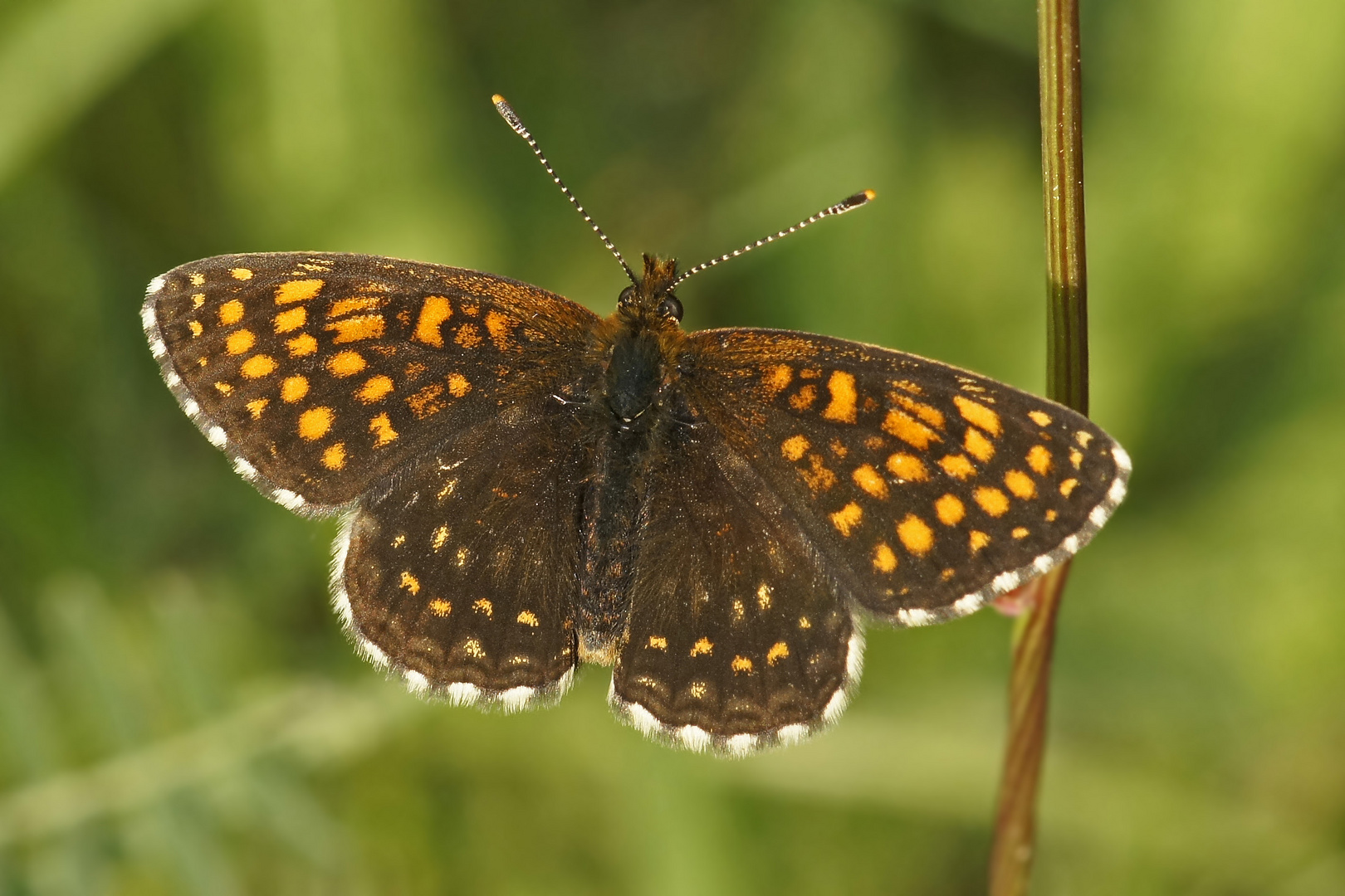 Baldrian-Scheckenfalter (Melitaea diamina)