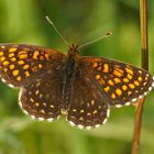 Baldrian-Scheckenfalter (Melitaea diamina)