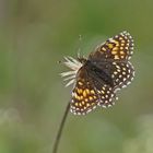 Baldrian-Scheckenfalter (Melitaea diamina)