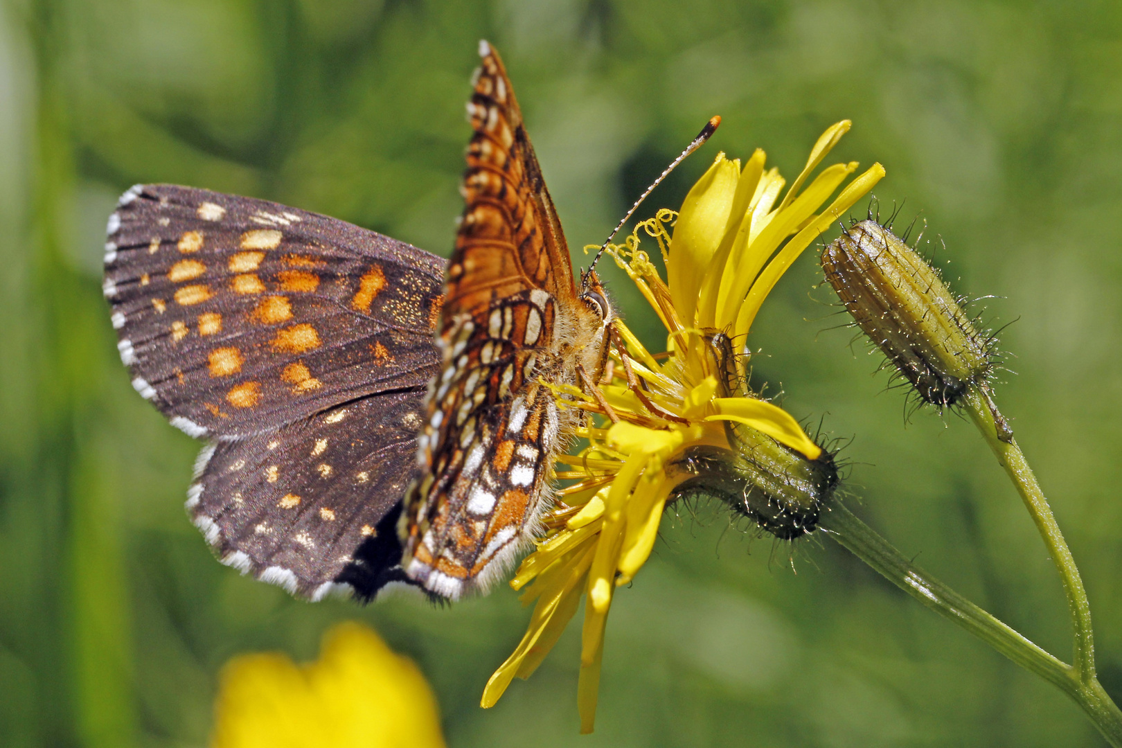 Baldrian-Scheckenfalter (Melitaea diamina)