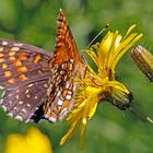 Baldrian-Scheckenfalter (Melitaea diamina)