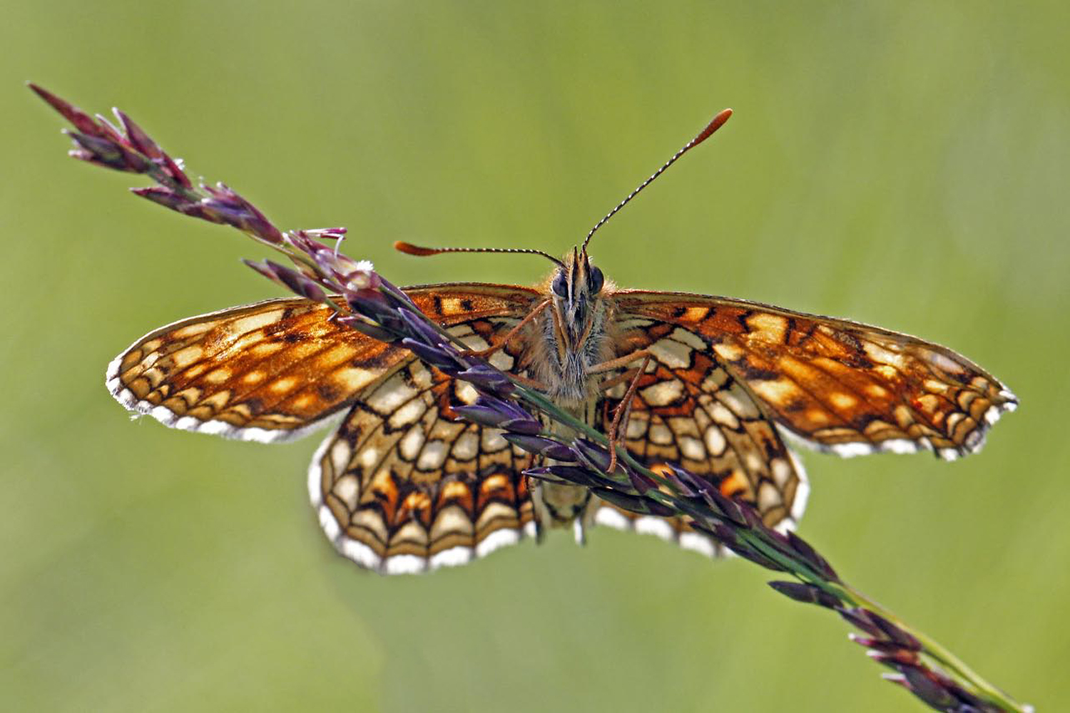 Baldrian-Scheckenfalter (Melitaea diamina)