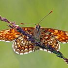 Baldrian-Scheckenfalter (Melitaea diamina)