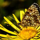 Baldrian-Scheckenfalter (Melitaea diamina)