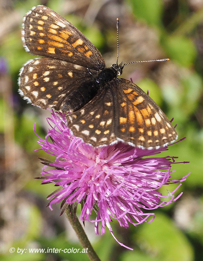 Baldrian Scheckenfalter, Melitaea diamina,