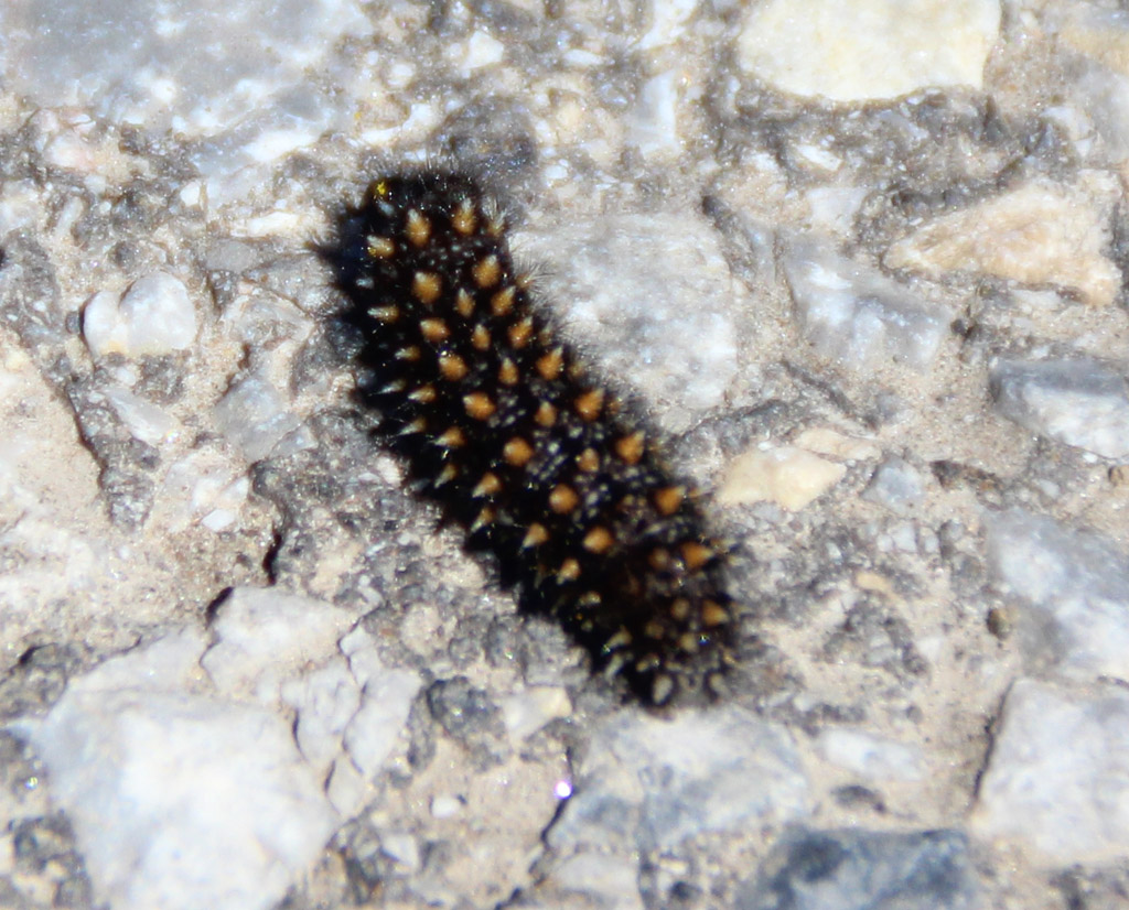 Baldrian-Scheckenfalter (Melitaea diamina) ? 