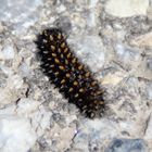 Baldrian-Scheckenfalter (Melitaea diamina) ? 