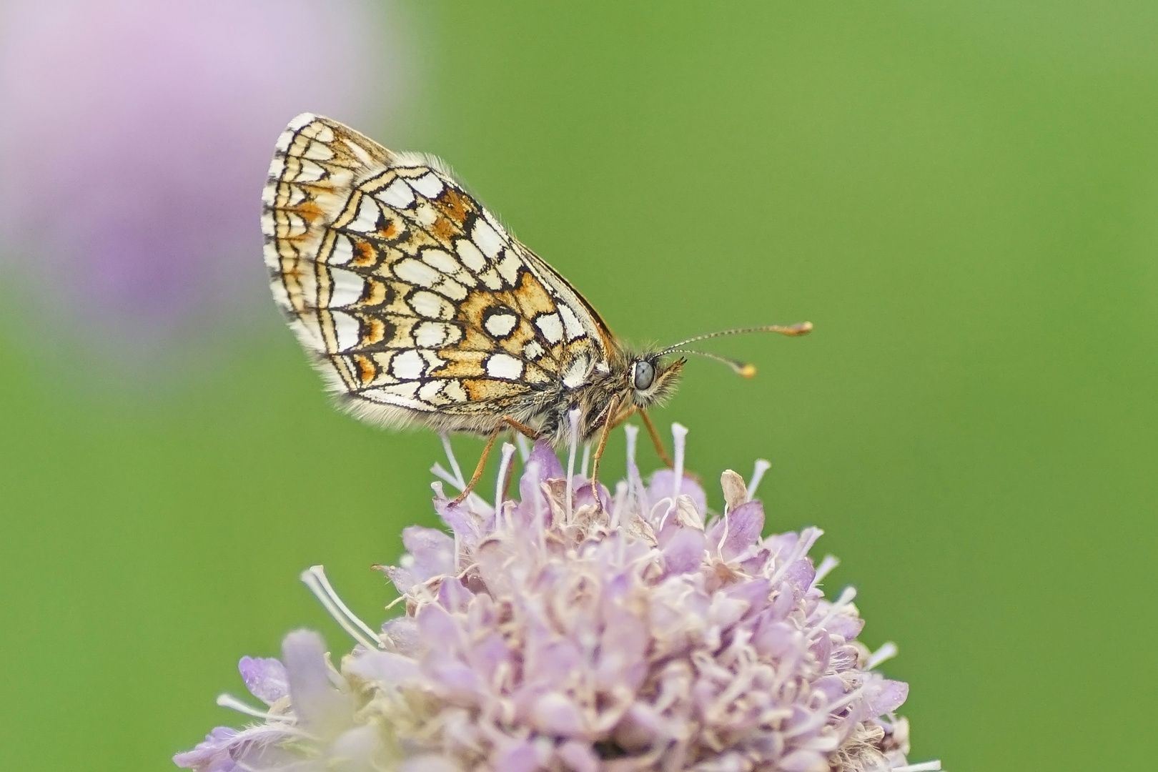 Baldrian-Scheckenfalter (Melitaea diamina), Weibchen