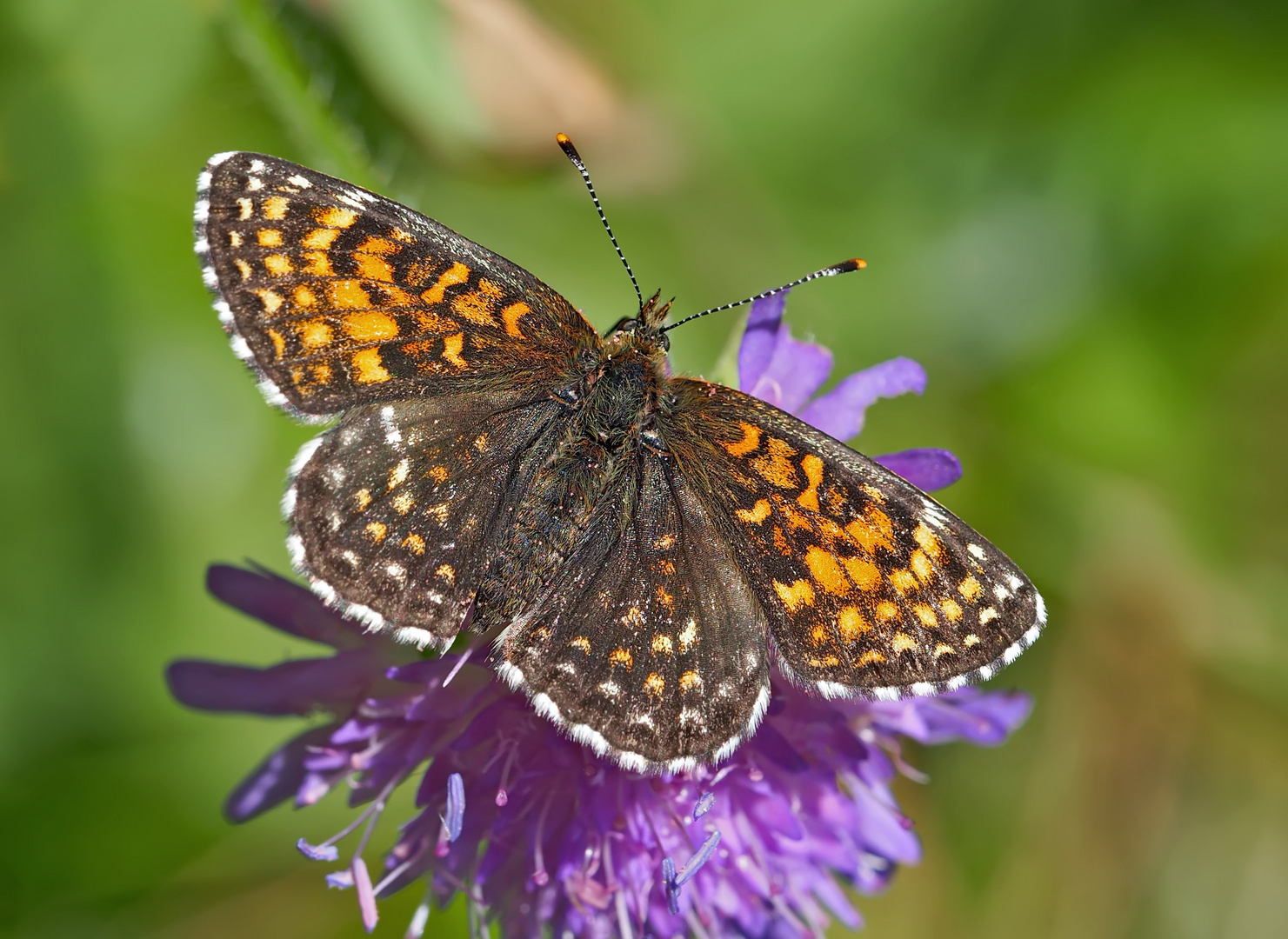 Baldrian-Scheckenfalter, Silber-Scheckenfalter (Melitaea diamina) - Damier noir.