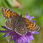 Baldrian-Scheckenfalter, Silber-Scheckenfalter (Melitaea diamina) - Damier noir.