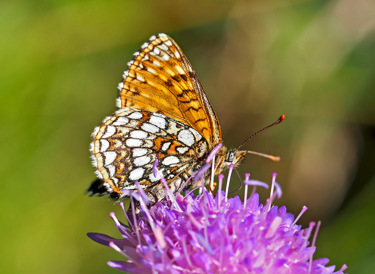 Baldrian-Scheckenfalter, Silber-Scheckenfalter (Melitaea diamina) - Damier noir.