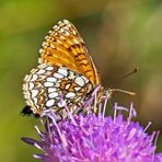 Baldrian-Scheckenfalter, Silber-Scheckenfalter (Melitaea diamina) - Damier noir.