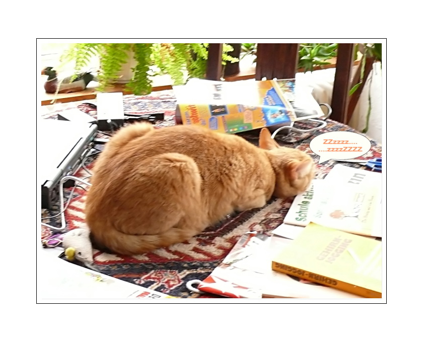 Baldrians afternoon nap (the art of sleeping on a table top)