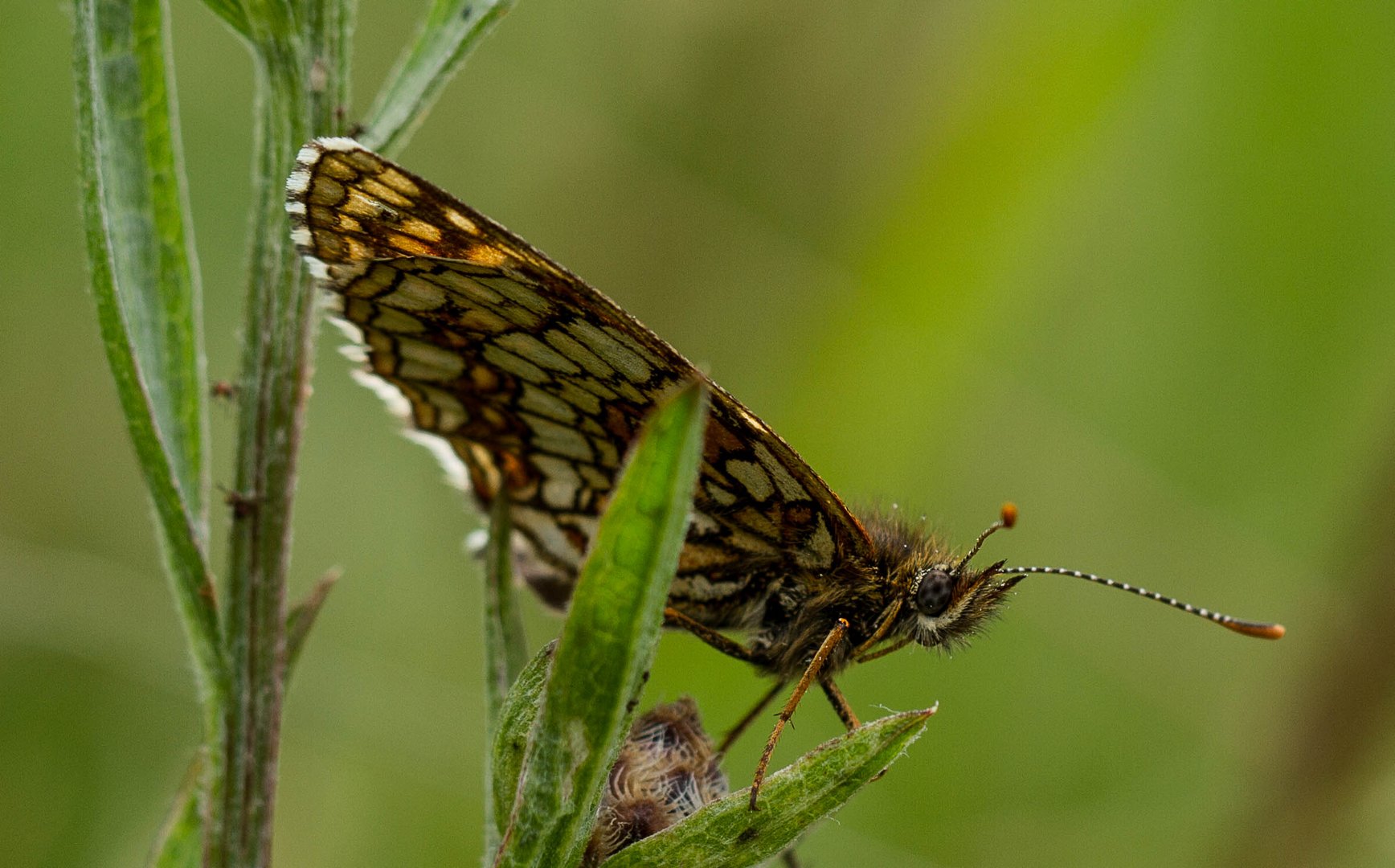 Baldrianscheckenfalter 2