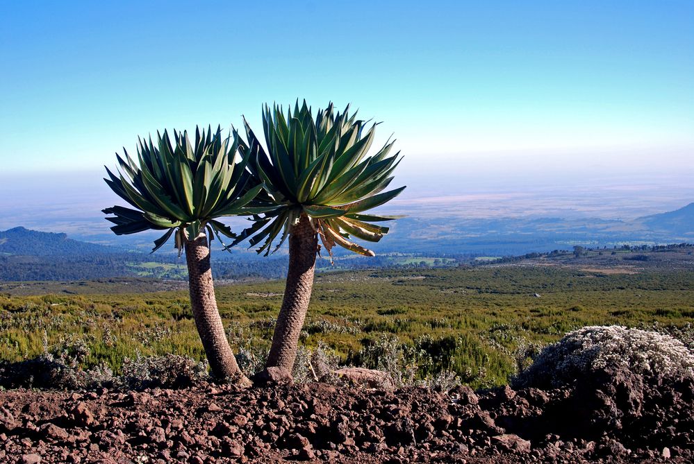 Bale Mountain 1