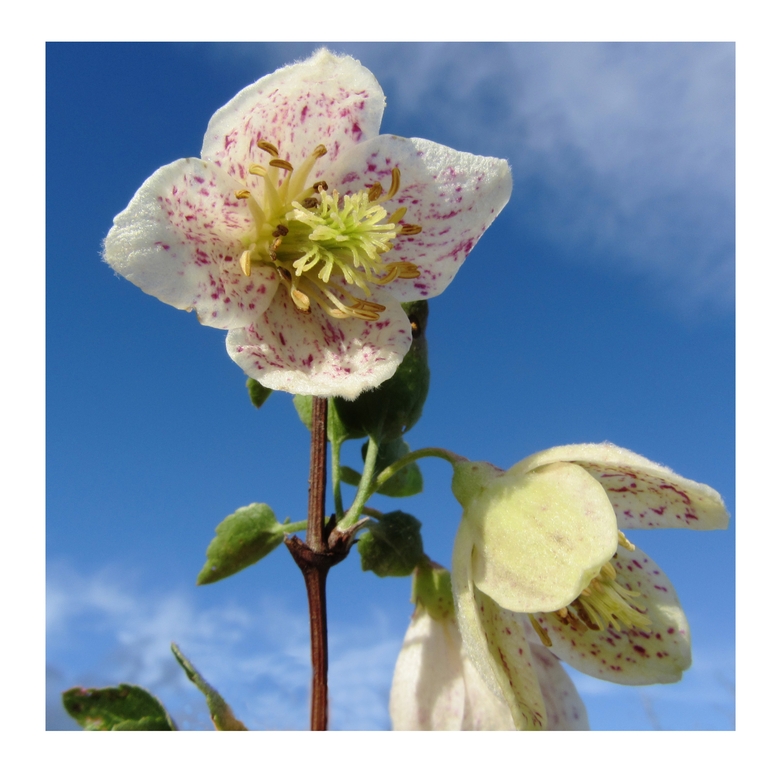 Balearen Clematis