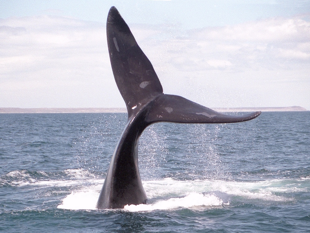 Baleine 1 photo et image south america, argentina, región patagónica