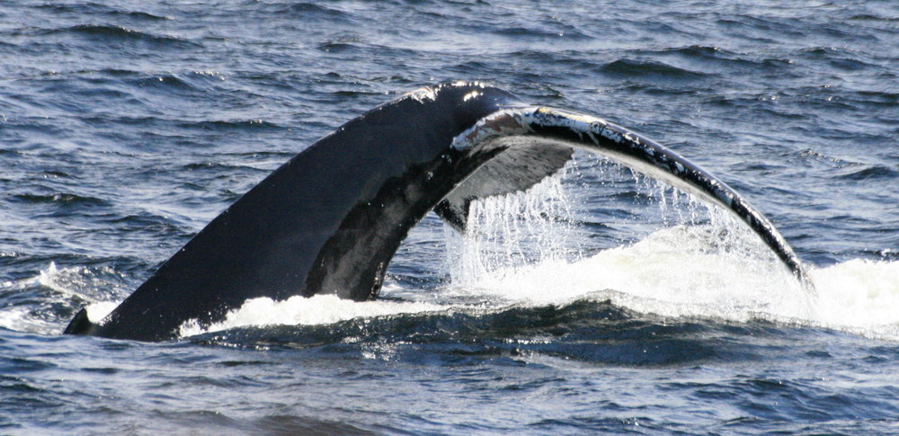 Baleine à bosse