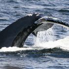 Baleine à bosse