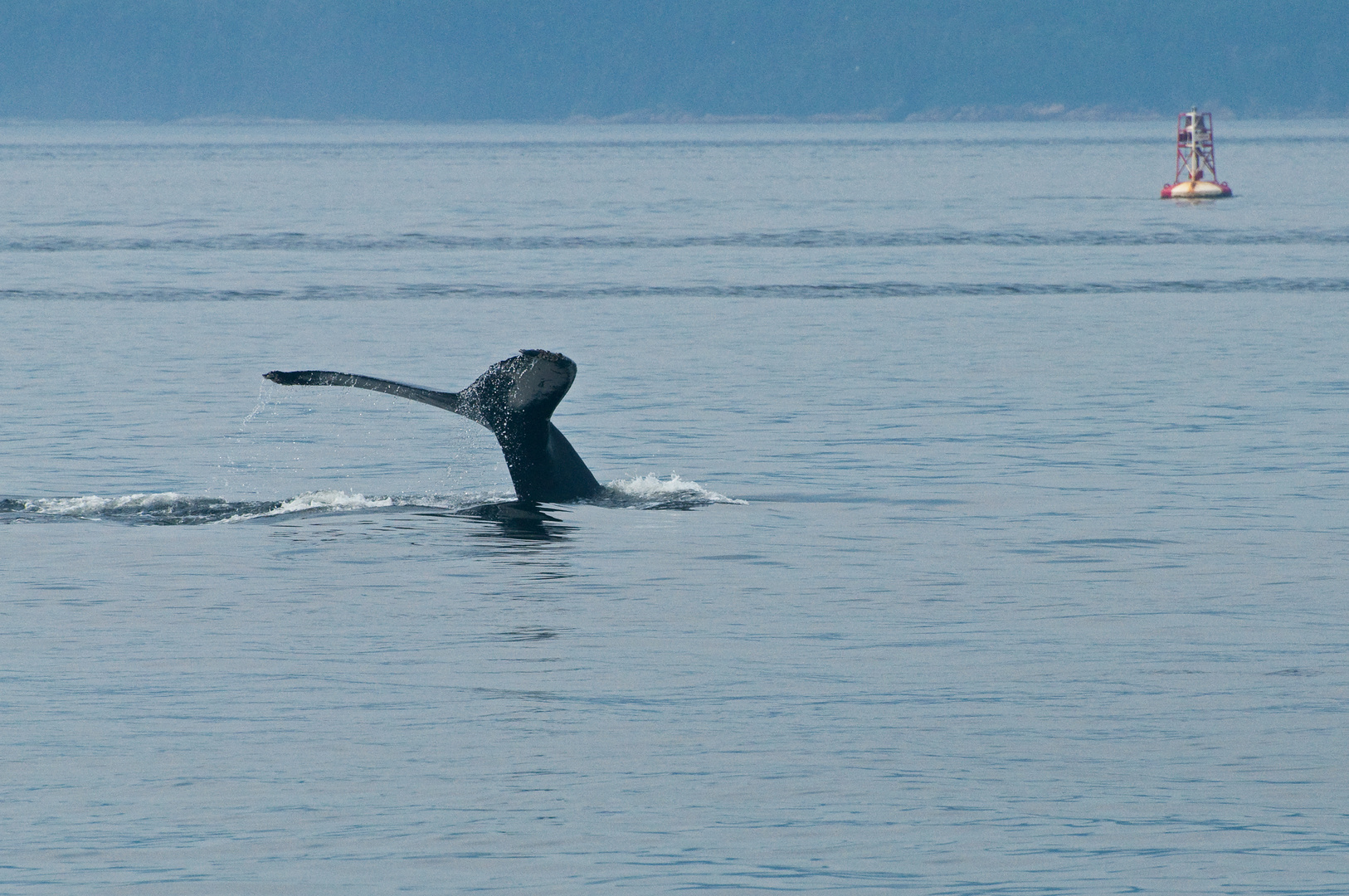 Baleine à bosse au Bas-Saint-Laurent