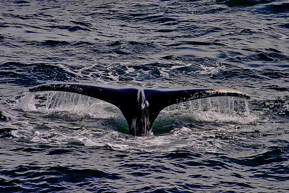 Baleine à bosses dans le détroit de Gerlache