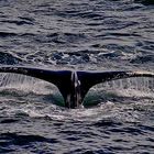 Baleine à bosses dans le détroit de Gerlache