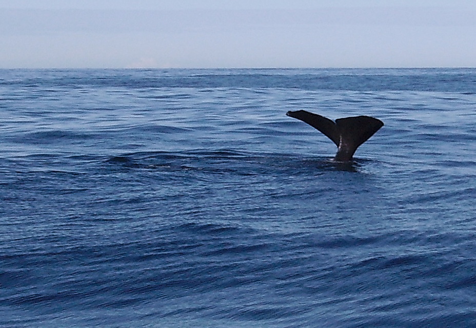 Baleine à Kaikoura en Nouvelle Zelande