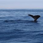 Baleine à Kaikoura en Nouvelle Zelande