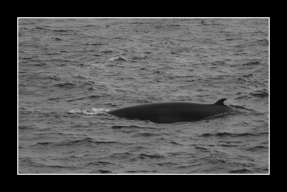 baleine du Canada