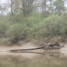 Baleine échouée à Langoiran